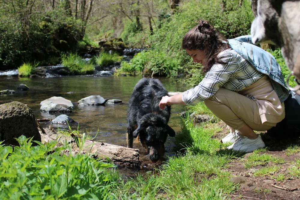 Consultation visio avec éducateur canin