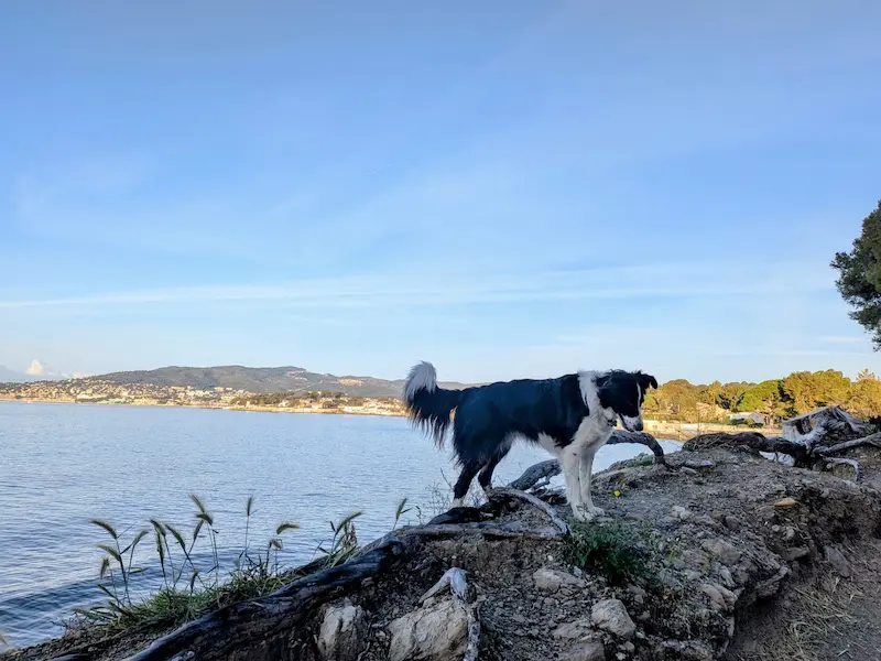 Promenade chien La Ciotat bienveillance