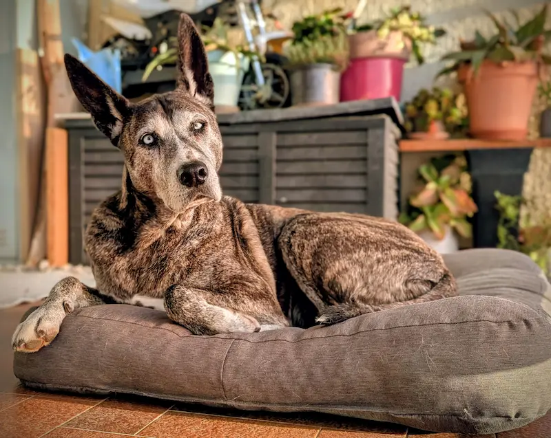 Accompagnement éducation canine