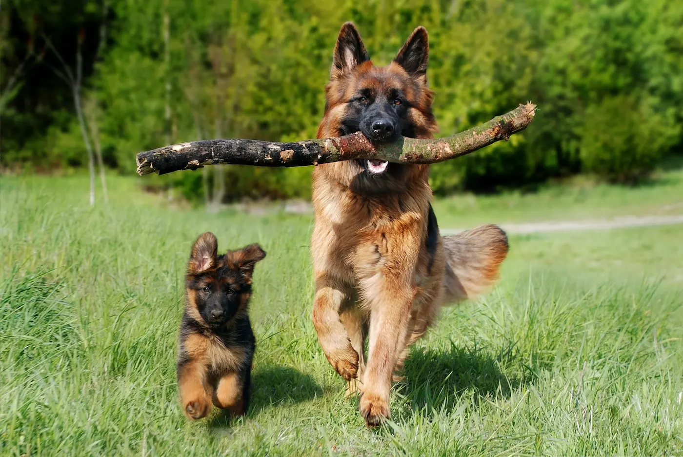 Quand le chien devient un médiateur émotionnel
