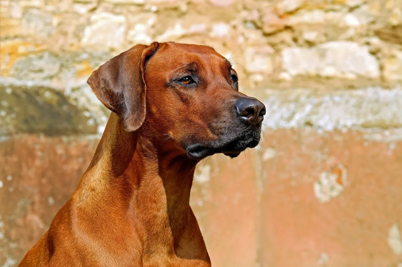 Quand le chien devient un médiateur émotionnel
