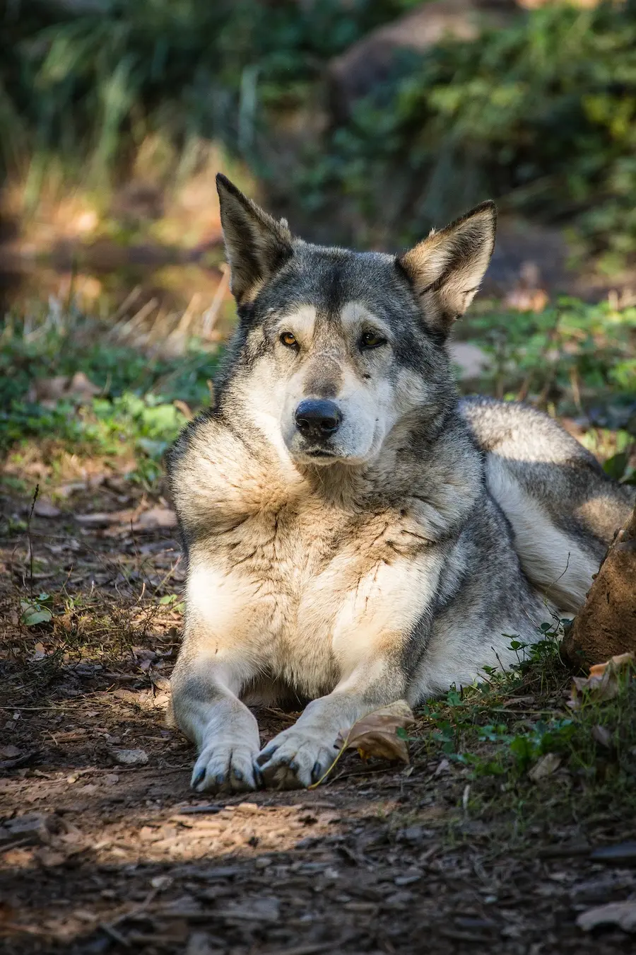 Vieillesse, maladie et deuil : accompagner son chien jusqu&rsquo;au bout