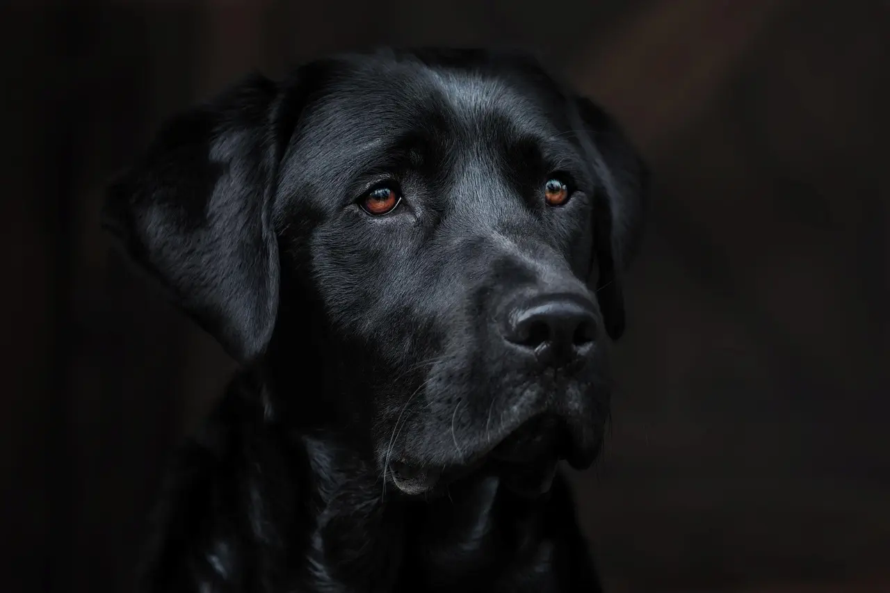 Vieillesse, maladie et deuil : accompagner son chien jusqu&rsquo;au bout