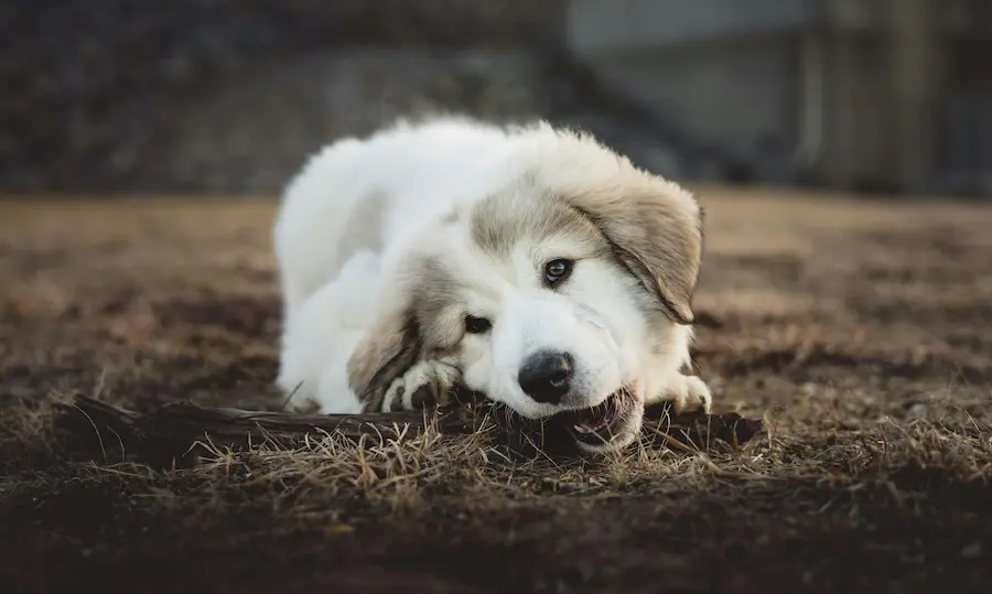Pourquoi un chien adopté change parfois de comportement après quelques mois