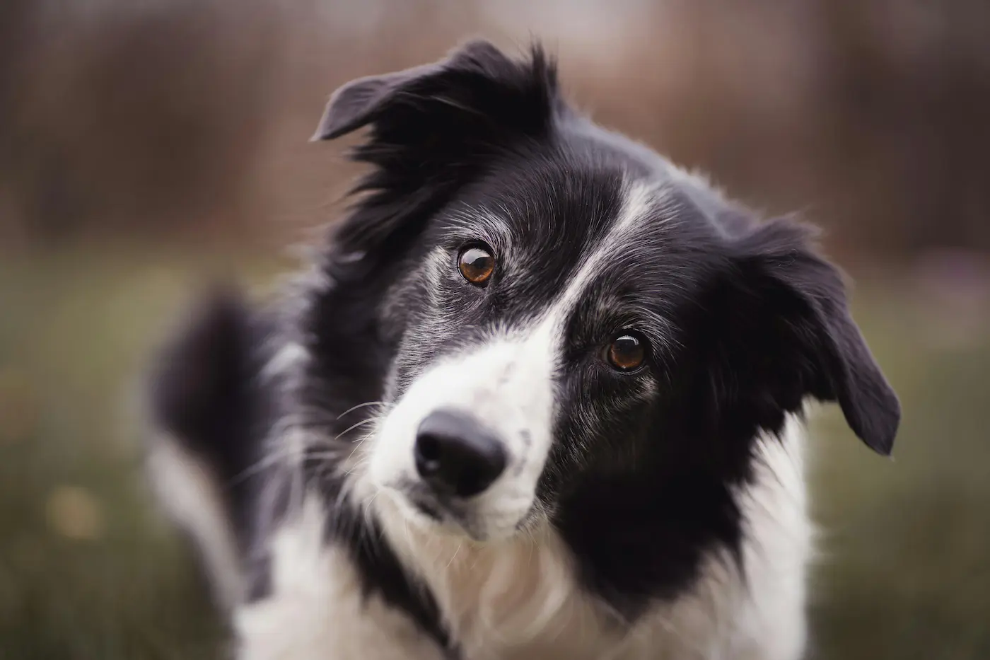 L&rsquo;arrivée d&rsquo;un chien : un révélateur pour le couple