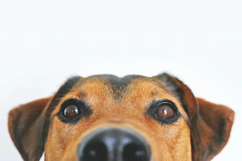 Et si on laissait le chien être un peu plus lui-même ?