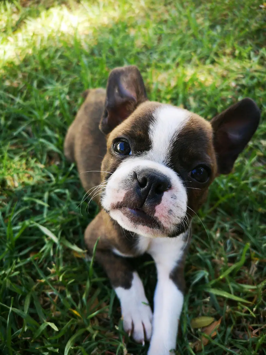 L&rsquo;arrivée d&rsquo;un chien : un révélateur pour le couple