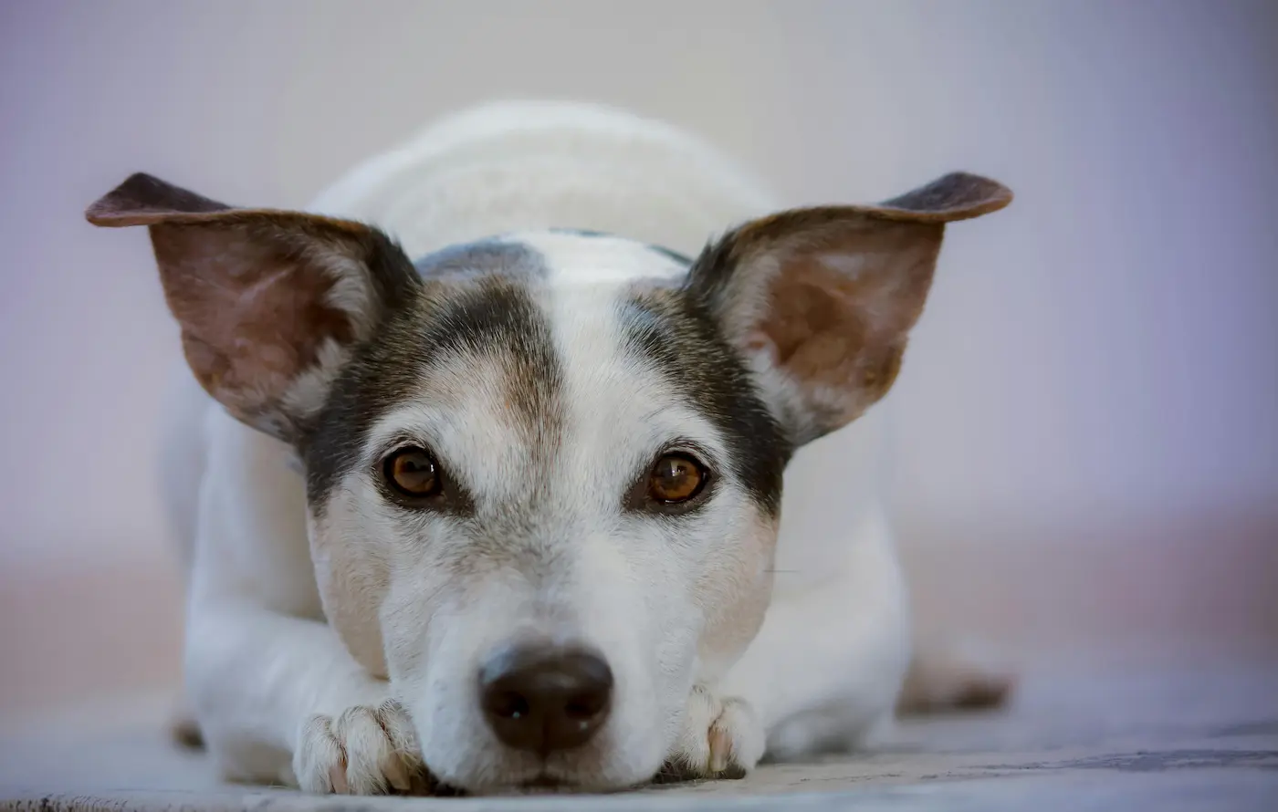 Vivre avec un chien : comprendre l&rsquo;influence émotionnelle dans la relation