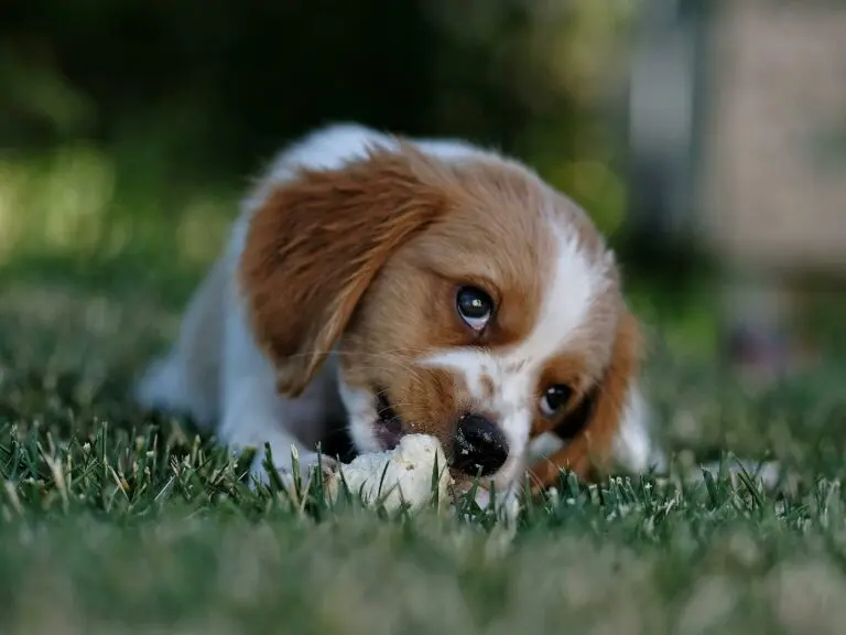 Éducation chiot et chien adulte