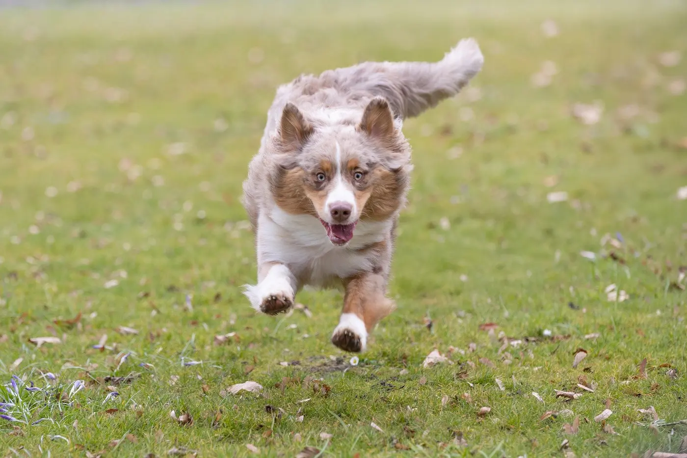 Et si on laissait le chien être un peu plus lui-même ?