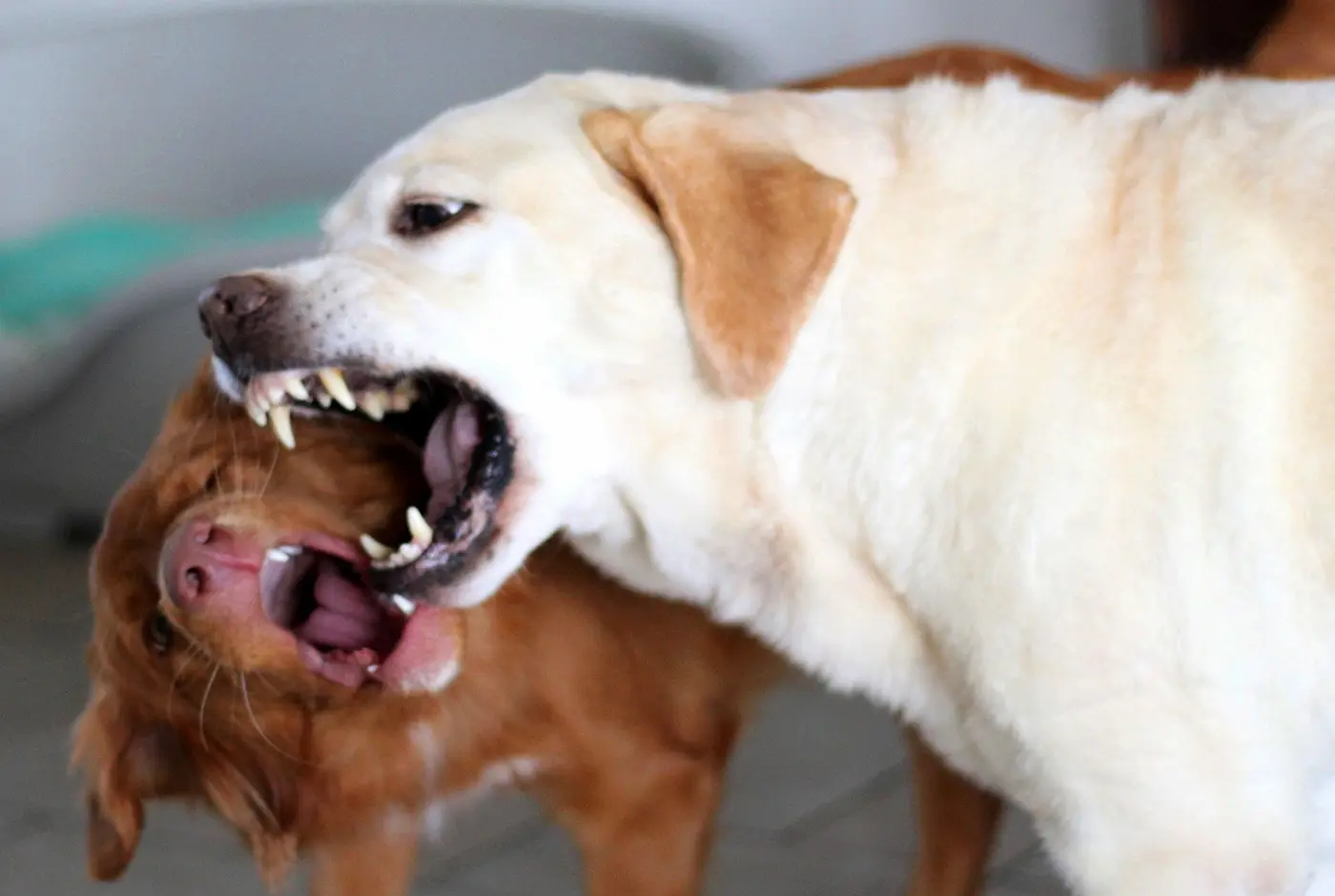 Pourquoi un chien adopté change parfois de comportement après quelques mois