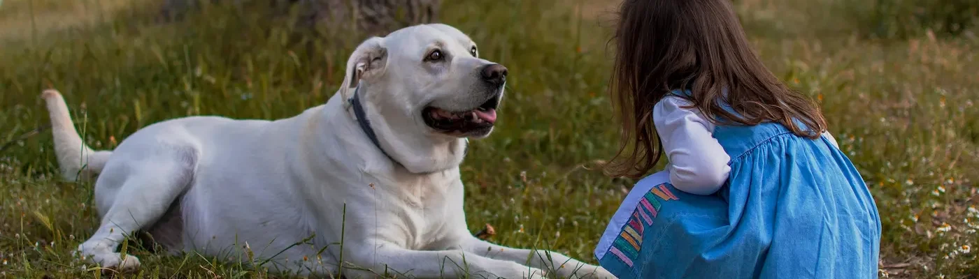 Sécurité enfant-chien
